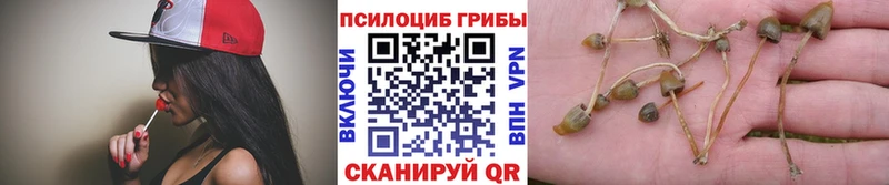 Псилоцибиновые грибы Cubensis  купить наркотики сайты  даркнет как зайти  Протвино 
